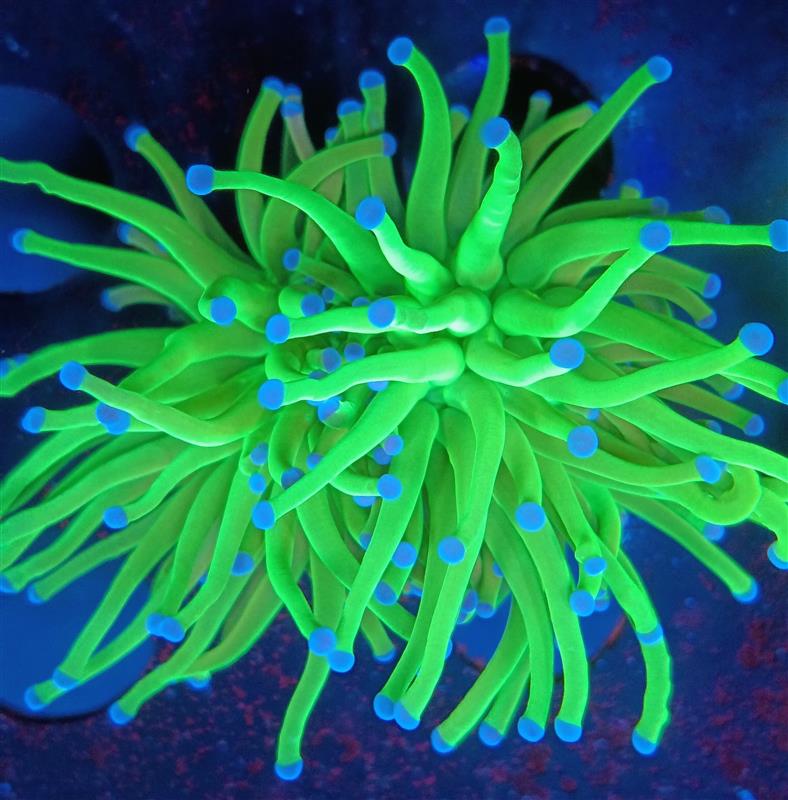 Marine life